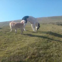 پاکوتاه نر اشپیتز|سگ|بیله سوار, |دیوار