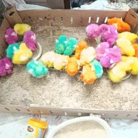 جوجه رنگی رسید یک هفتهای از مرگ و میر در اومده|حیوانات مزرعه|قم, شهرک مهدیه (مدرس)|دیوار