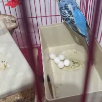 دو عدد مرغ عشق همراه با ۴ تخم