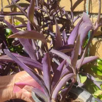 گل های زیبا