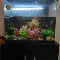 آکواریوم|ماهی|کرج, گوهردشت|دیوار