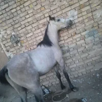 اسب نریان