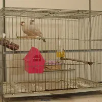 یک جفت فنج شکلاتی مولد تضمینی