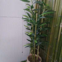 درختچه های بامبو