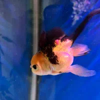 ماهی گلدفیش سایز متوسط