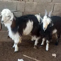 دو راس بره نردرجه یک چاق تخت