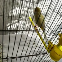 قناری طلایی سوپری قرص شلاقی بخون