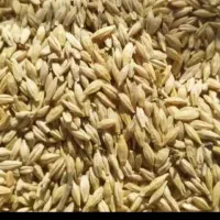 بذر جو دیمه آذران قیمت ۱۰۰