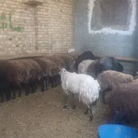 قربانی فروشی|حیوانات مزرعه|تهران, امین حضور|دیوار