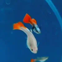 گوپی دامبو رد تیل ماهی|ماهی|هشتگرد, شهرک صنعتی هشتگرد|دیوار