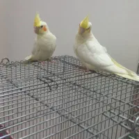 عروس هلندی جوجه|پرنده|فلاورجان, |دیوار