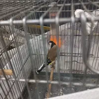 سهره ماده|پرنده|بومهن, |دیوار