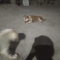 سه تا توله سگ افغان