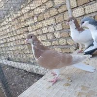 کبوتر|پرنده|دشتابی, |دیوار