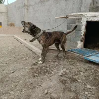 سگدورگه پژدر و خراسانی
