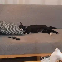 واگذاری گربه تاکسیدو|گربه|رشت, علی آباد|دیوار