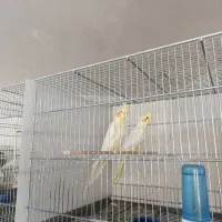 عروس هلندی جفت لوتینو