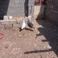دو عدد بوقلمون محلی درجه یک بفروش میرسد