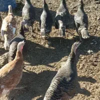 بوقلمون ماده|حیوانات مزرعه|مشگین شهر, |دیوار