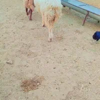 قوچ|حیوانات مزرعه|امیدیه, |دیوار