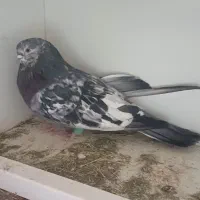 کبوتر سرور