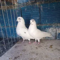 کبوتر|پرنده|سیرجان, |دیوار