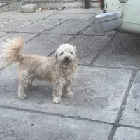 توله ی نر پودل تریر شناسنامه دار