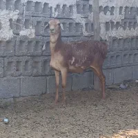 بره برشن سن ۸ماه|حیوانات مزرعه|مهران (هرمزگان), |دیوار