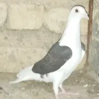 کبوتر|پرنده|شیبکوه (فارس), |دیوار