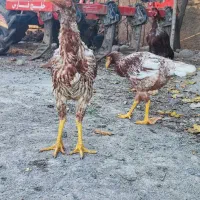 مرغ خروس لاری جوجه|حیوانات مزرعه|مزرعه کتول, |دیوار