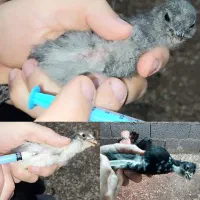 مرغ با جوجه خروس گلین کوشین پولند برهما