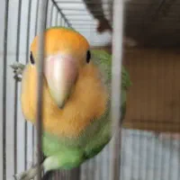 طوطی برزیلی