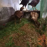 خروس و مرغ لاری