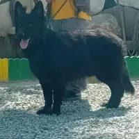 ژرمن بلک ماده|سگ|صباشهر, |دیوار