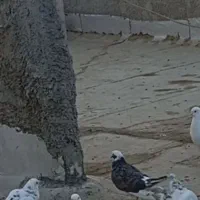 کبوتر|پرنده|پاکدشت, پاکدشت (مامازند)|دیوار