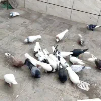 دسته کبوتر شهرستانی پرشی رنگه|پرنده|مشهد, حجت|دیوار