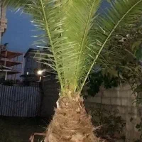 فروش گل و گیا