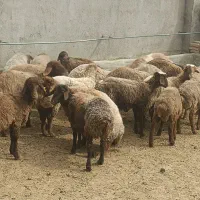 با سلام بره چاق درجه یک