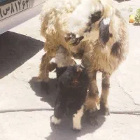 میش بره دار