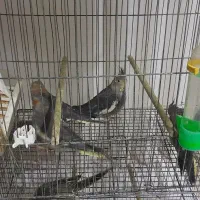 ۴ عددجوجه عروس هلندی ۳ماه ویک نر لوتیتو دستی