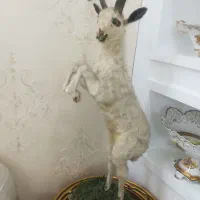 بزتاکسی درمی