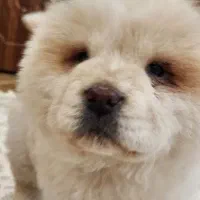 سگ نژاد چاو چاو