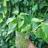 پتوس قلمه ای هشت هزار