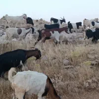 50عدد بز و بزغاله بزرگ
