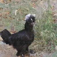 مرغ