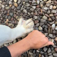 توله خراسانی|سگ|کوچصفهان, |دیوار