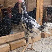 جوجه خروس لاری
