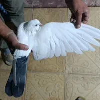 کبوتر|پرنده|میاندوآب, |دیوار