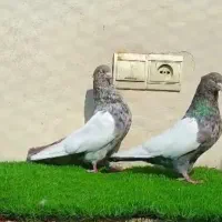 کبوتر سینه ای