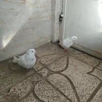 کفتر فروش فوری